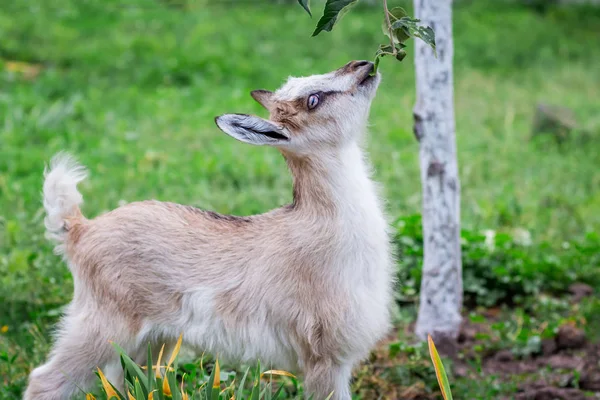 Eine Kleine Hungrige Ziege Frisst Blätter Von Einem Ast Die — Stockfoto