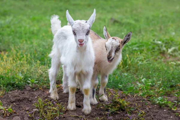 Two Little Goats Background Green Grass Farm Animals Grazing — Stockfoto