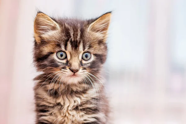 Pequeno Gatinho Listrado Com Olhar Distinto Fundo Embaçado — Fotografia de Stock