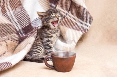Küçük kedi yavrusu uyandım ve esner. Bir fincan kahve önünde bir yavru kedi. Yatakta kahve. Sabah kahve ile başlar