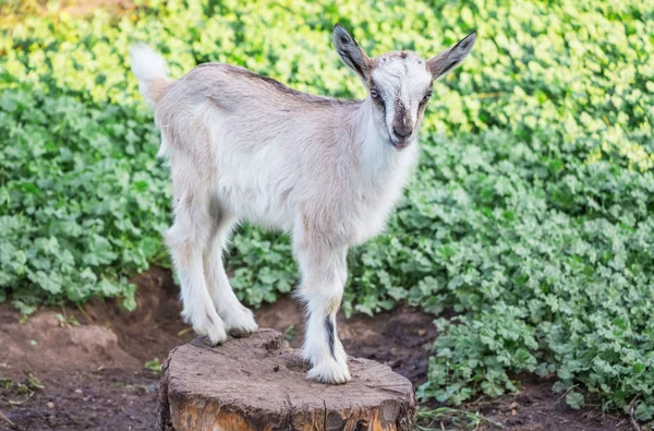 Uma Pequena Cabra Cinza Fica Toco Fundo Verde — Fotografia de Stock