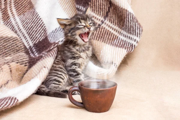 Μικρό Γατάκι Ξύπνησε Και Χασμουρητά Ένα Φλιτζάνι Καφέ Μπροστά Από — Φωτογραφία Αρχείου