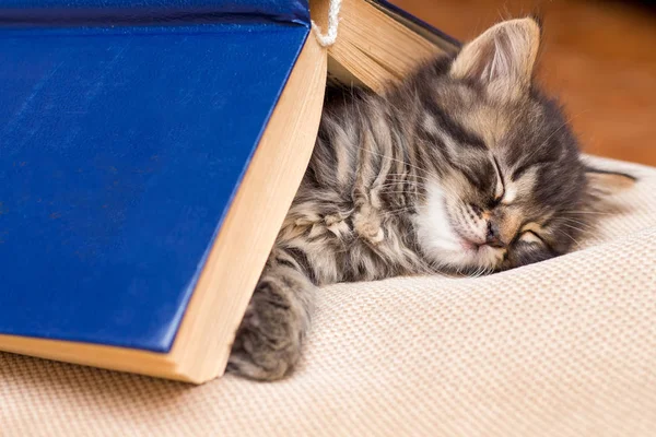 Küçük şeritli bir kedi kitap altında uyur. Çocuk kitabı uykuya daldı