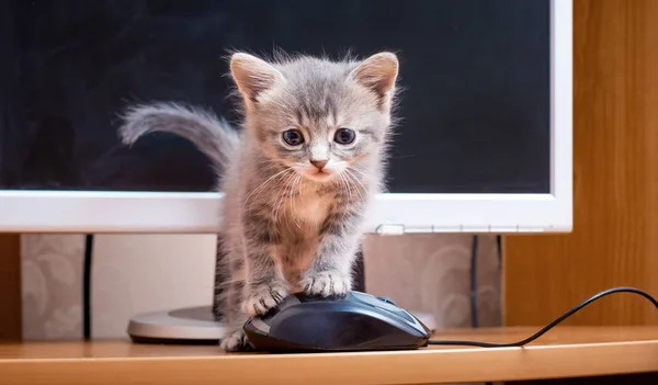 Een Kitten Buurt Van Een Computer Kitten Met Een Computermuis — Stockfoto
