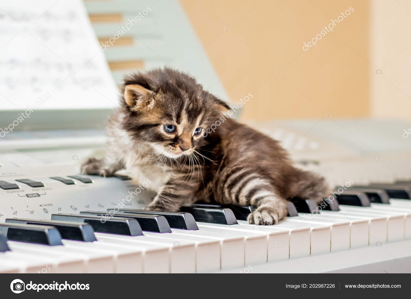 Kitten piano deals