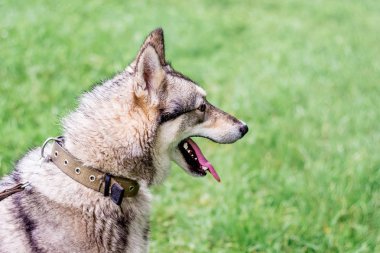Köpek gri husky (laika) yeşil çim çerçevede bir profilde