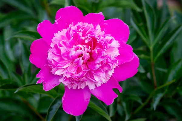 Pion는 정원에서의 분홍색 가까이 — 스톡 사진