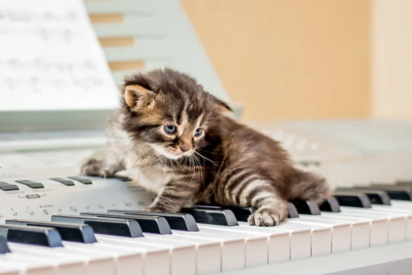 Bir küçük şeritli yavru kedi piyano tuşlarını. Müzik ilk ders