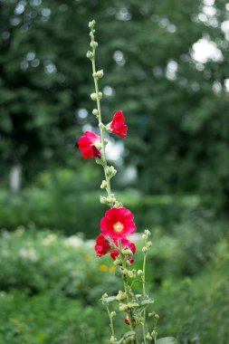 Bir açık yaz gününde bulanık yeşil arka plan üzerinde kırmızı ebegümeci çiçekler