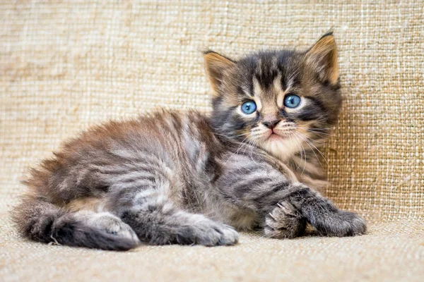 Seekor Kucing Kecil Bergaris Garis Terletak Beristirahat Setelah Permainan — Stok Foto