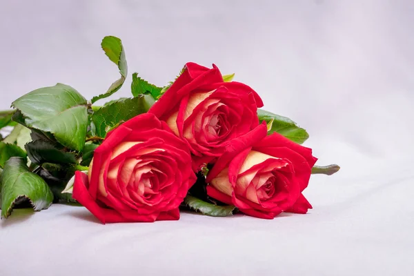 Rosas Vermelhas Sobre Fundo Branco Flores Para Cumprimentos Com Feriado — Fotografia de Stock