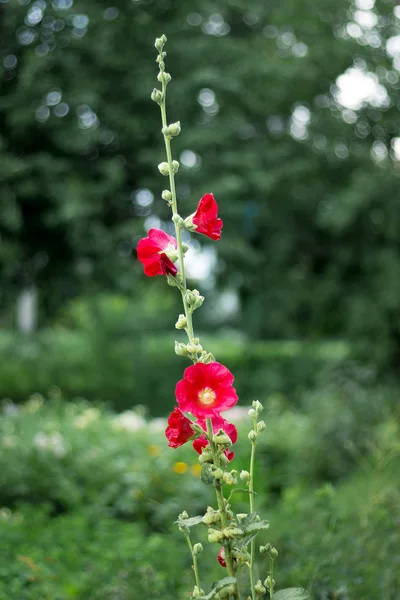 Bir açık yaz gününde bulanık yeşil arka plan üzerinde kırmızı ebegümeci çiçekler
