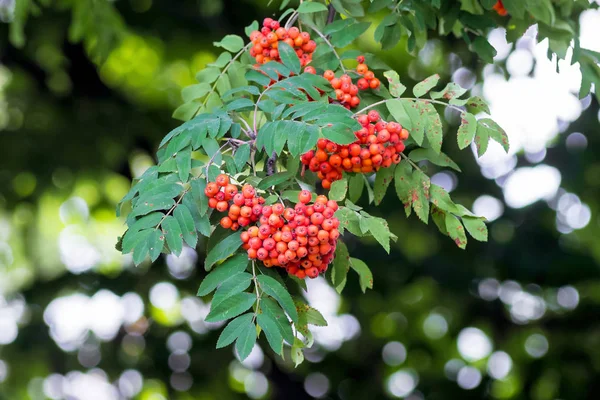 Las Bayas Rojas Ceniza Montañosa Sobre Árbol Bayas Hojas Fresno —  Fotos de Stock