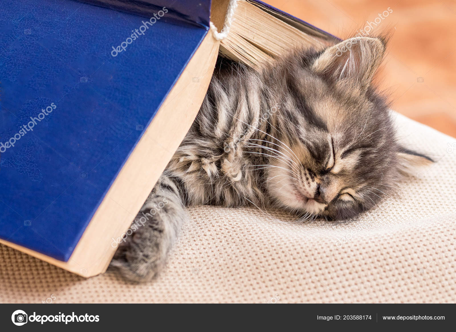Small Kitten Sleeps Covered Book Strong Dream Reading Book Stock Photo by  ©MVolodymyr 203588174