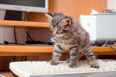 Klavye üzerindeki bilgisayarın yakınında küçük bir kedi yavrusu. Bilgisayar ofiste çalışmak