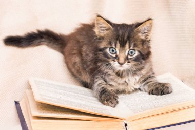 Küçük tüylü kedi açık bir kitap oturur. Kitabı oku. Çocuklar için ilginç edebiyat