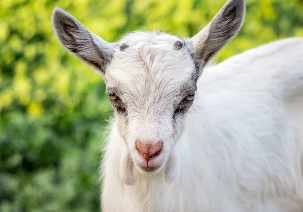 一个年轻的 Goatling 在一个绿色的模糊背景的肖像 在农场饲养山羊 — 图库照片