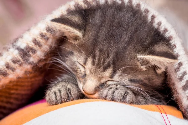 Κοιμάται Μικρό Γατάκι Γατάκι Στο Υπνοδωμάτιο Είναι Καλυμμένο Μια Κουβέρτα — Φωτογραφία Αρχείου