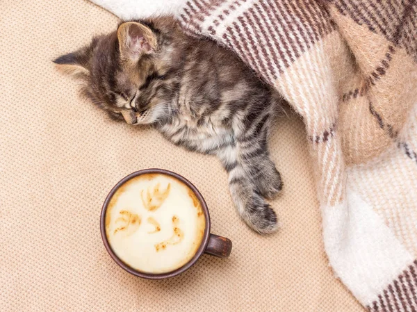 Ένα Φλιτζάνι Καφέ Κοντά Ένα Μικρό Γατάκι Που Κοιμάται Ζεστό — Φωτογραφία Αρχείου