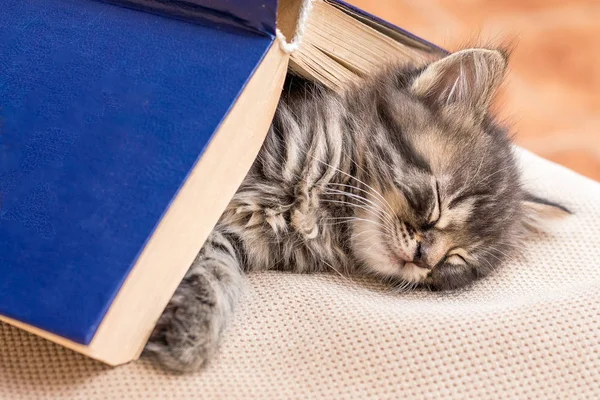  Bir kitap ile kaplı küçük bir yavru kedi uyuyor. Bir kitabı okuduktan sonra güçlü bir rüya