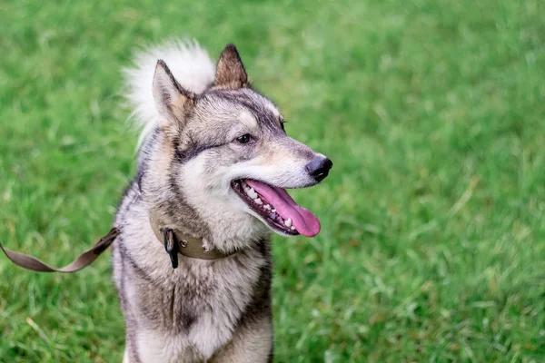 Cane Grigio Husky Laika Con Guinzaglio Profilo Uno Sfondo Erba — Foto Stock