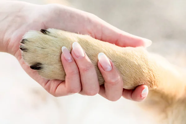 Niña Sostiene Pata Del Perro Mano Perro Chica Son Amigos — Foto de Stock