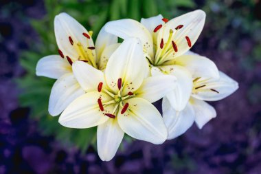Bir ışık yaz gününde bahçedeki karanlık bir arka plan üzerinde Beyaz lilyum