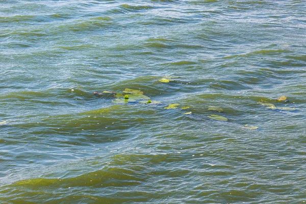 波と睡蓮の葉川水の質感 — ストック写真