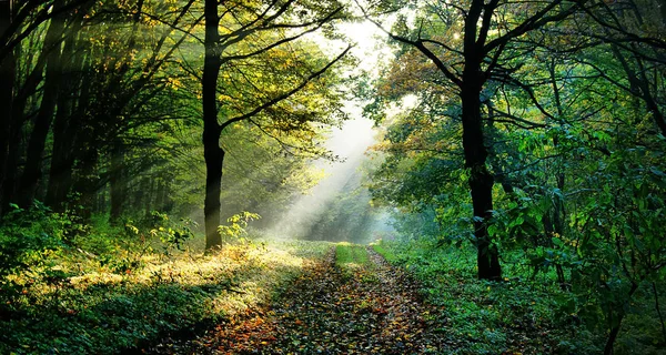 Луч Солнца Проникает Сквозь Ветви Деревьев Осеннем Лесу — стоковое фото
