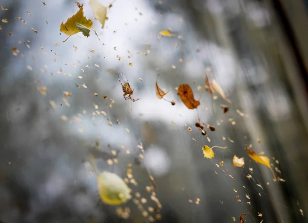 Aranha Uma Teia Com Folhas Amarelas Outono — Fotografia de Stock