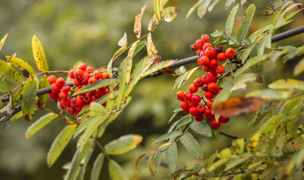 Çilek dağ kül ve bulanık bir arka plan ağaç yapraklar