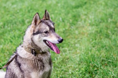 Gri husky (Laika) yeşil bulanık arka plan profil portresi. Köpek yağmurlu havalarda niteliğine