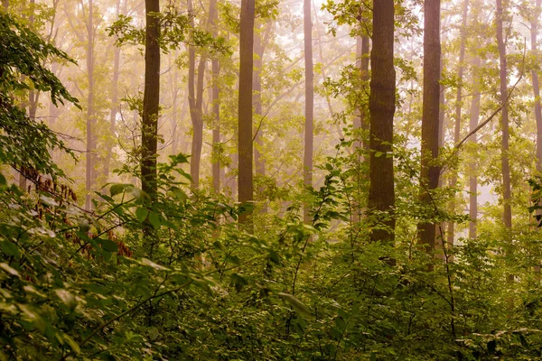 Fog in the woods in the morning. Morning in the woods during the sunrise