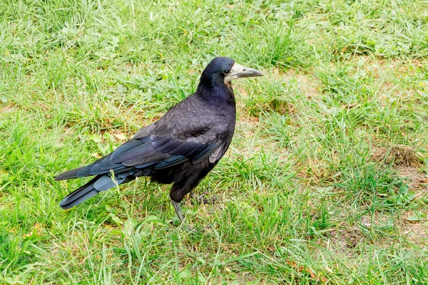 Black Rook Raven Walks Green Grass Summer — Stock Photo, Image