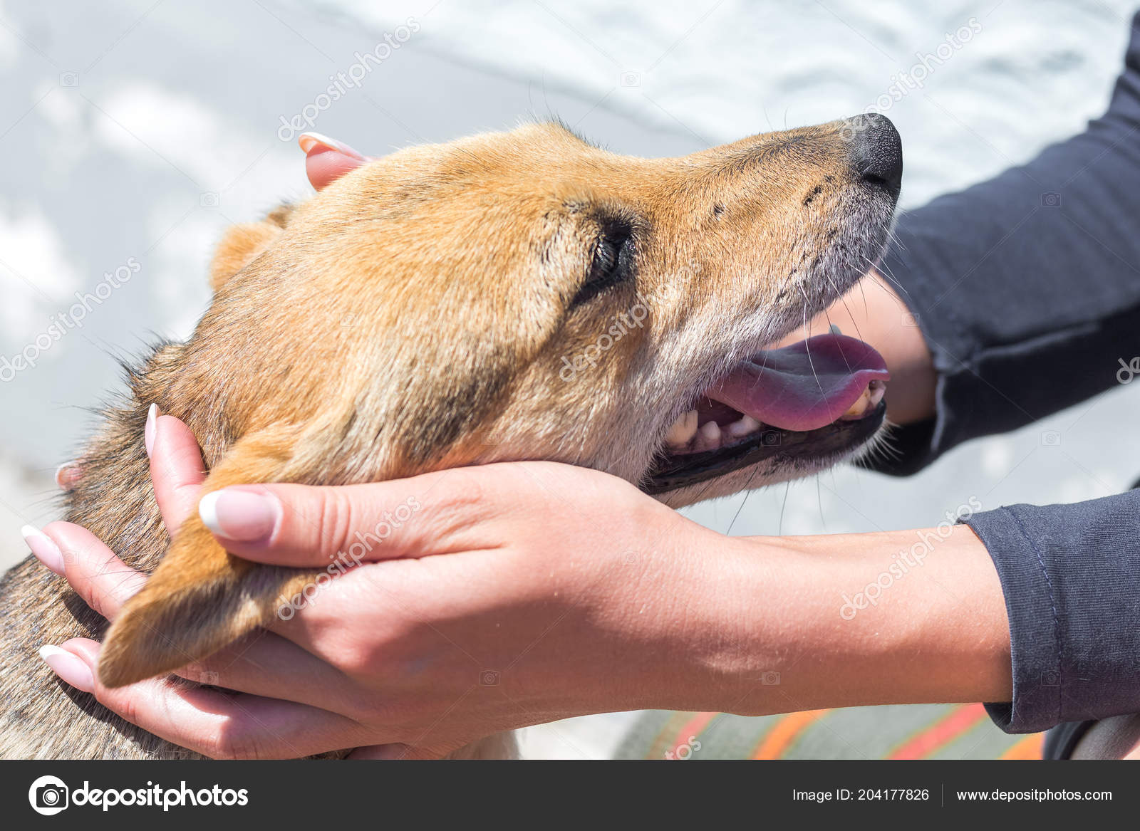 Чихуахуа. Маленькая собака. Животное под одеялом. Щеночек на руках. Про маленького щенка.