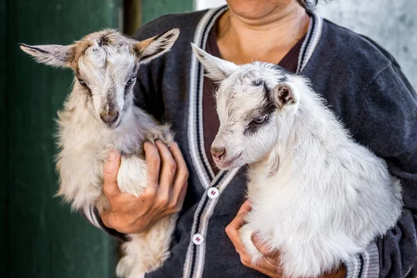 Una Mujer Sostiene Sus Manos Dos Pequeñas Cabras Cría Ganado — Foto de Stock