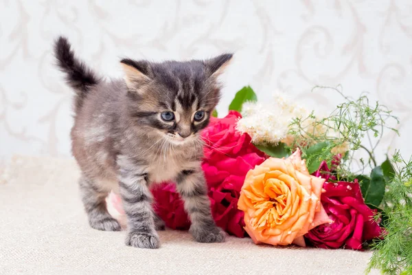 A small kitten near a bouquet of roses. Congratulations on the holiday