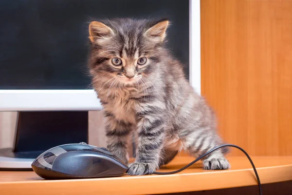 Kleine Gestreepte Kitten Buurt Van Een Computermuis Computer Officier — Stockfoto