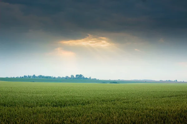 Rural landscape overlooking the field during the sunrise or sunset. The rays of the sun penetrate through dark clouds