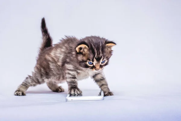 Kleine Gestreepte Kitten Buurt Van Telefoon Communicatie Toe Gebruikmakend Van — Stockfoto