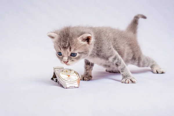 Gato Cinzento Olha Para Relógio Pontualidade Precisão Tempo — Fotografia de Stock