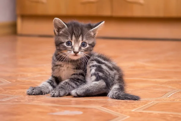 坐在房间里的一只小条纹猫 在室内的小猫的肖像 — 图库照片