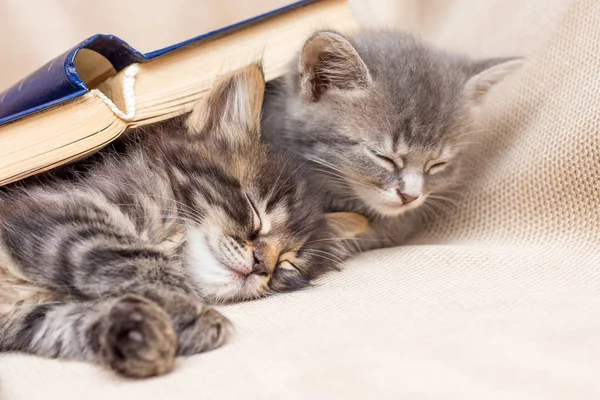 Dos Gatitos Cubiertos Con Libro Durmiendo Lado Descanso Después Escuela — Foto de Stock