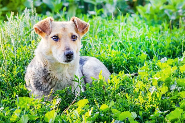 Der Hund Liegt Einem Sonnigen Sommertag Auf Dem Gras Garten — Stockfoto