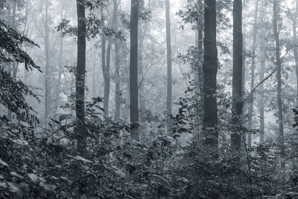 Morning in the woods. Fog morning in the woods. Black and white image mit toning
