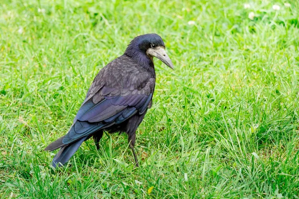 Black Rook Raven Walks Green Grass Forest Summer — Stock Photo, Image