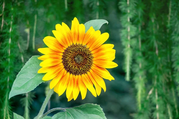 Grande Flor Girassol Brilhante Fundo Escuro Dia Verão Leve — Fotografia de Stock