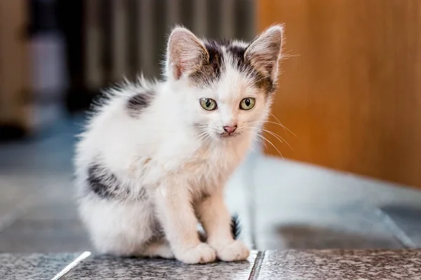 一只白色斑点的小猫坐在房间的地板上 — 图库照片