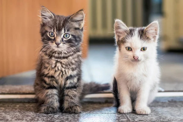 Dois Gatinhos Sentam Chão Sala Gatinhos Brancos Manchados Cinza Listrados — Fotografia de Stock