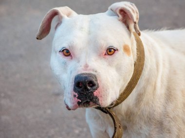 Bulanık bir arka plan üzerinde beyaz bir köpek doğurmak pitbull closeup portresi